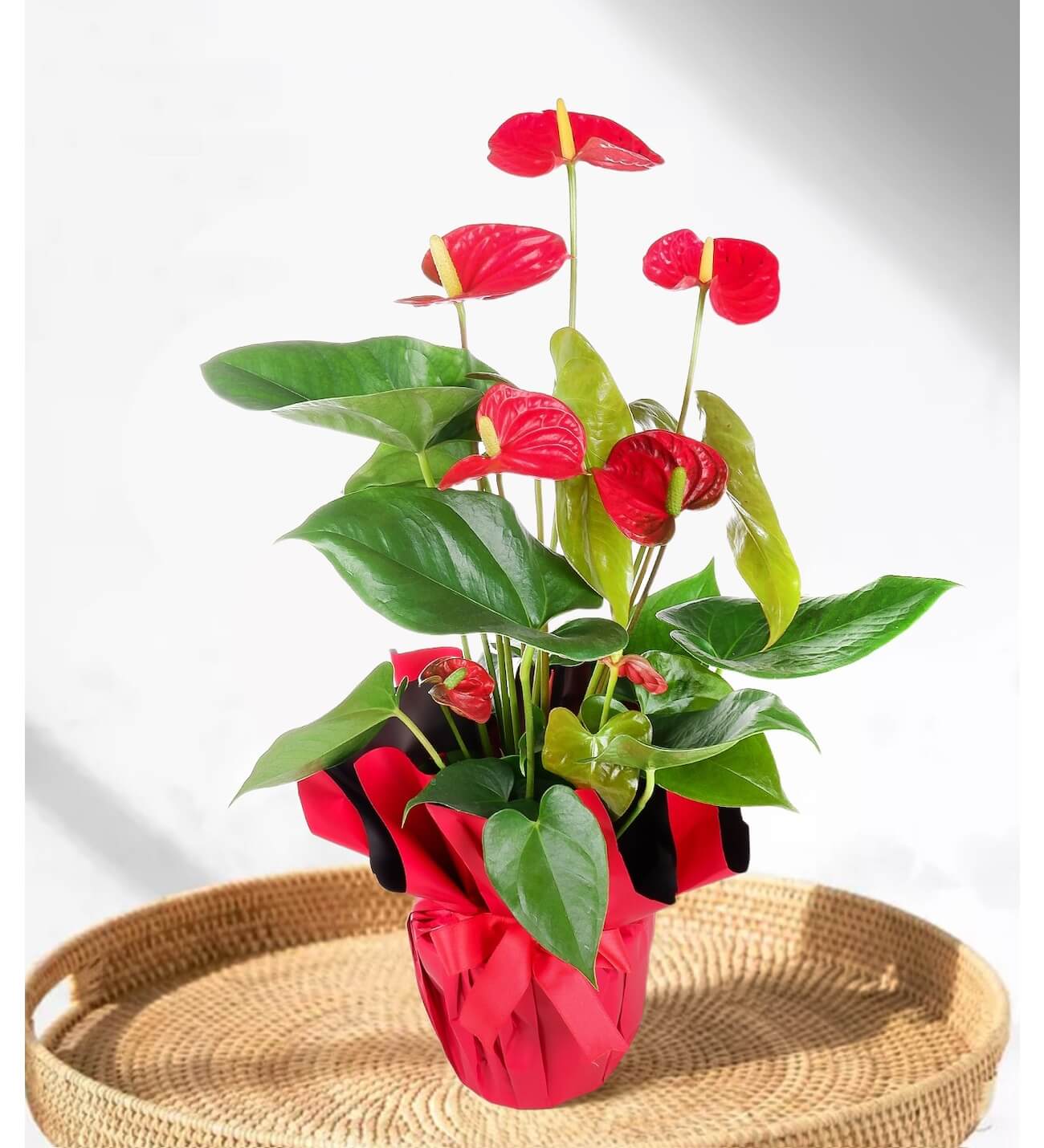 kırmızı antoryum çiçeği